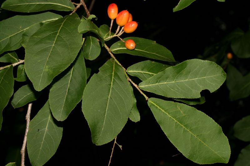 Salicaceae Casearia corymbosa