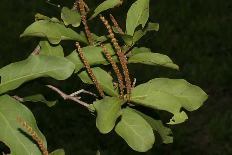 Polygonaceae Coccoloba diversifolia
