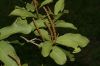 image of Coccoloba diversifolia