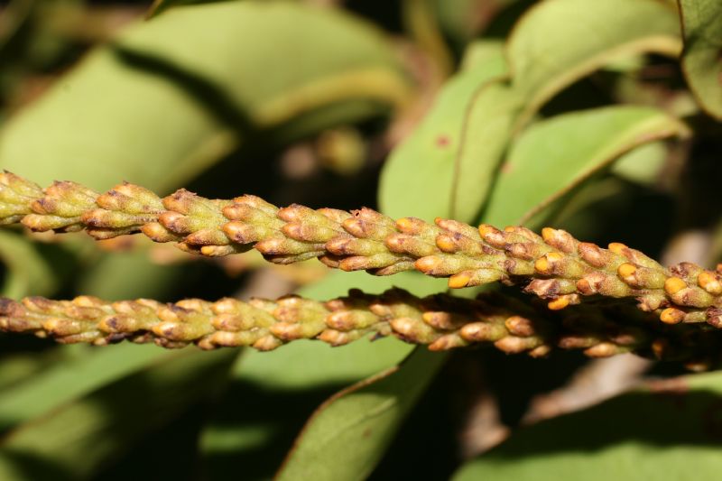 Polygonaceae Coccoloba diversifolia