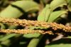 image of Coccoloba diversifolia
