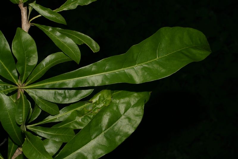 Bignoniaceae Crescentia cujete