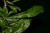 image of Crescentia cujete