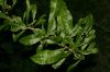 image of Crescentia cujete