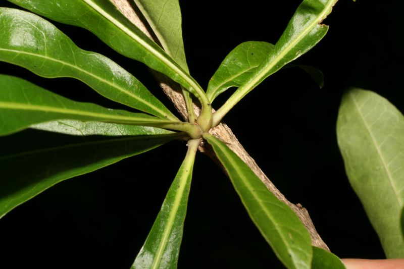 Bignoniaceae Crescentia cujete