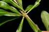 image of Crescentia cujete