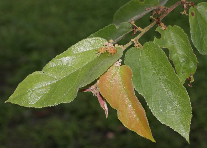 Byttneriaceae Guazuma ulmifolia