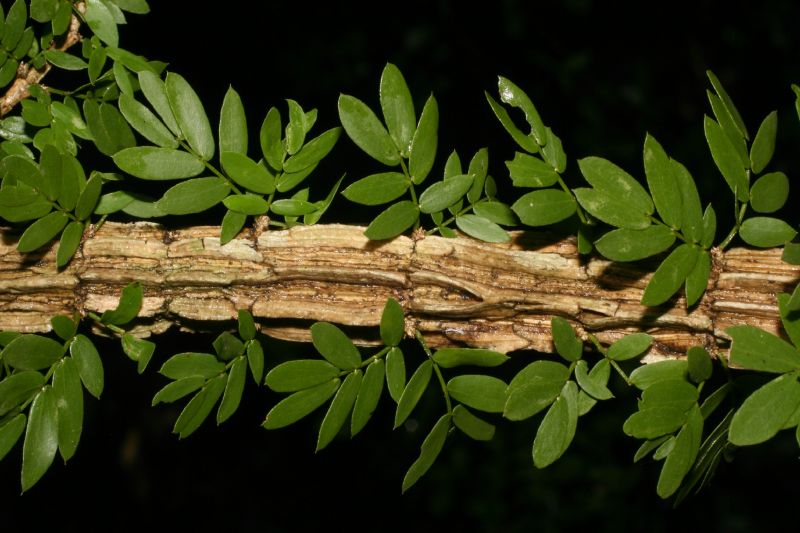 Zygophyllaceae Guaiacum santum