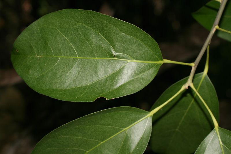 Menispermaceae Hyperbaena tonduzii