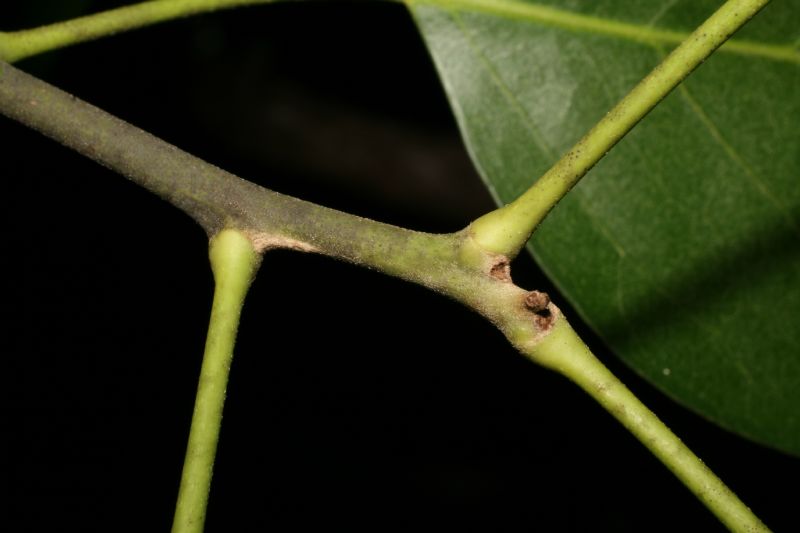 Menispermaceae Hyperbaena tonduzii