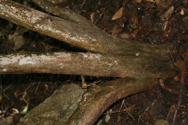 Menispermaceae Hyperbaena tonduzii