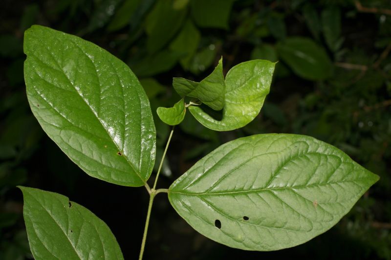 Verbenaceae Rehdera trinervis