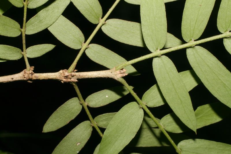 Zygophyllaceae Guaiacum sanctum