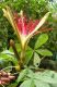 image of Pachira aquatica