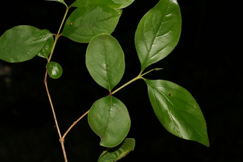 Verbenaceae Rehdera trinervis