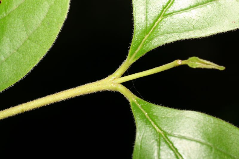 Verbenaceae Rehdera trinervis