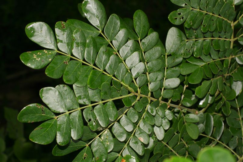 Fabaceae Samanea saman