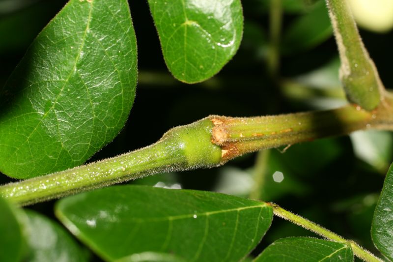 Fabaceae Samanea saman