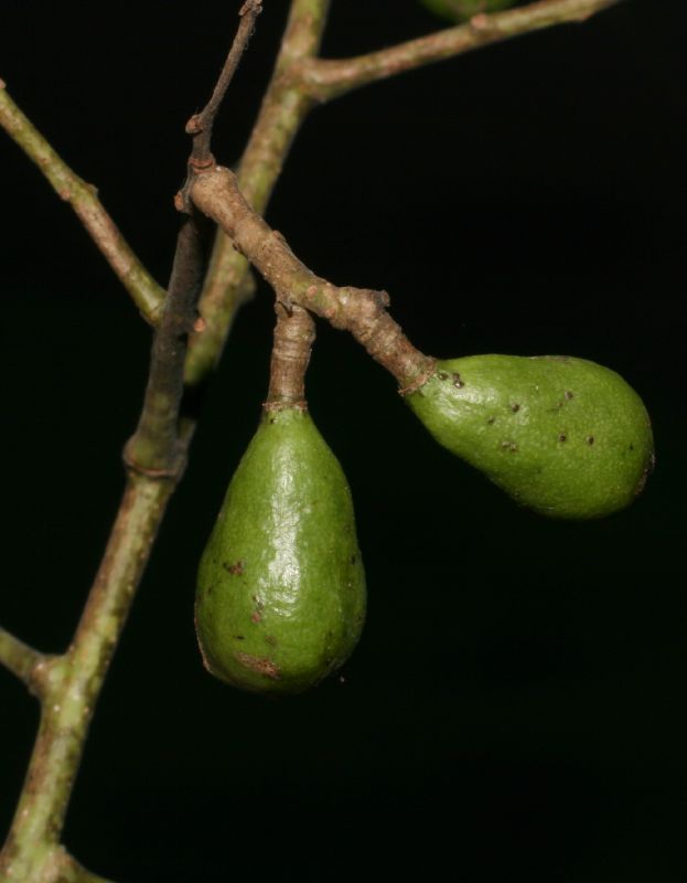Anacardiaceae Spondias 