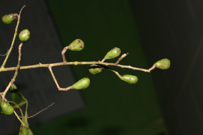 Anacardiaceae Spondias 