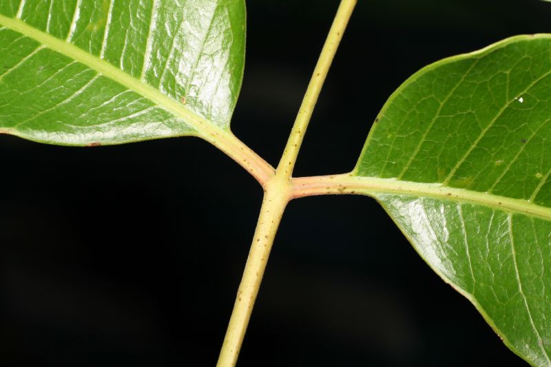 Anacardiaceae Spondias 