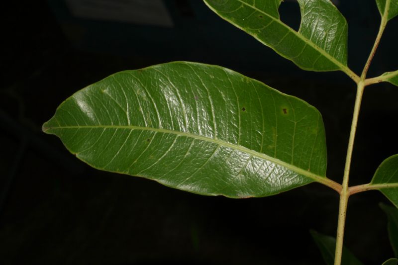 Anacardiaceae Spondias 