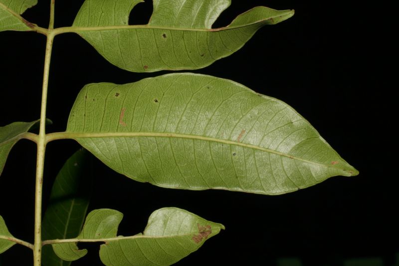 Anacardiaceae Spondias 