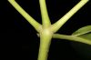 image of Tabebuia rubra