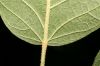 image of Tabebuia ochracea