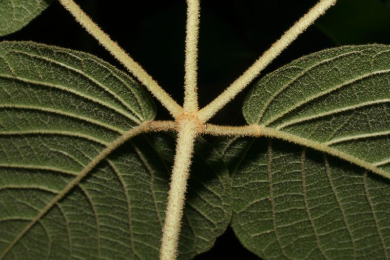 Bignoniaceae Tabebuia ochracea
