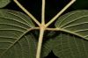 image of Tabebuia ochracea