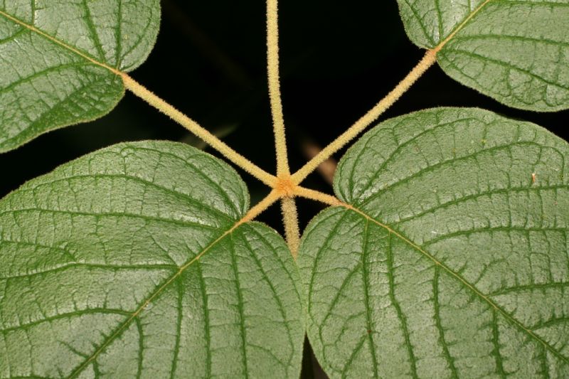 Bignoniaceae Tabebuia ochracea