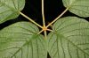 image of Tabebuia ochracea