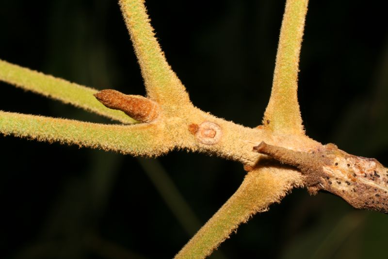 Bignoniaceae Tabebuia ochracea