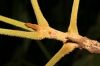 image of Tabebuia ochracea