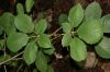 image of Tabebuia ochracea