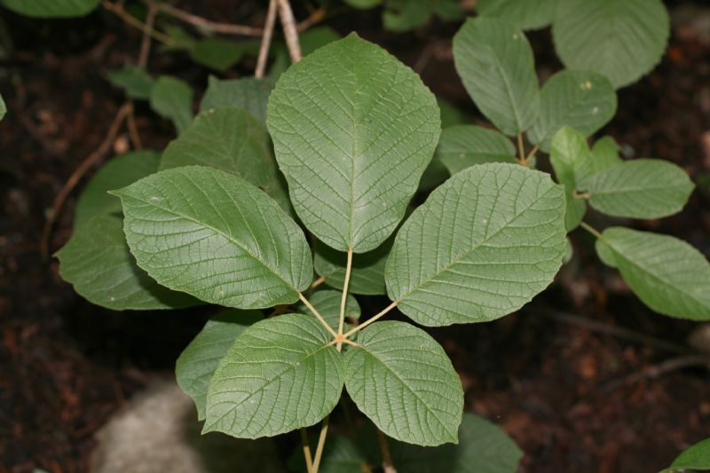 Bignoniaceae Tabebuia ochracea