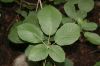 image of Tabebuia ochracea