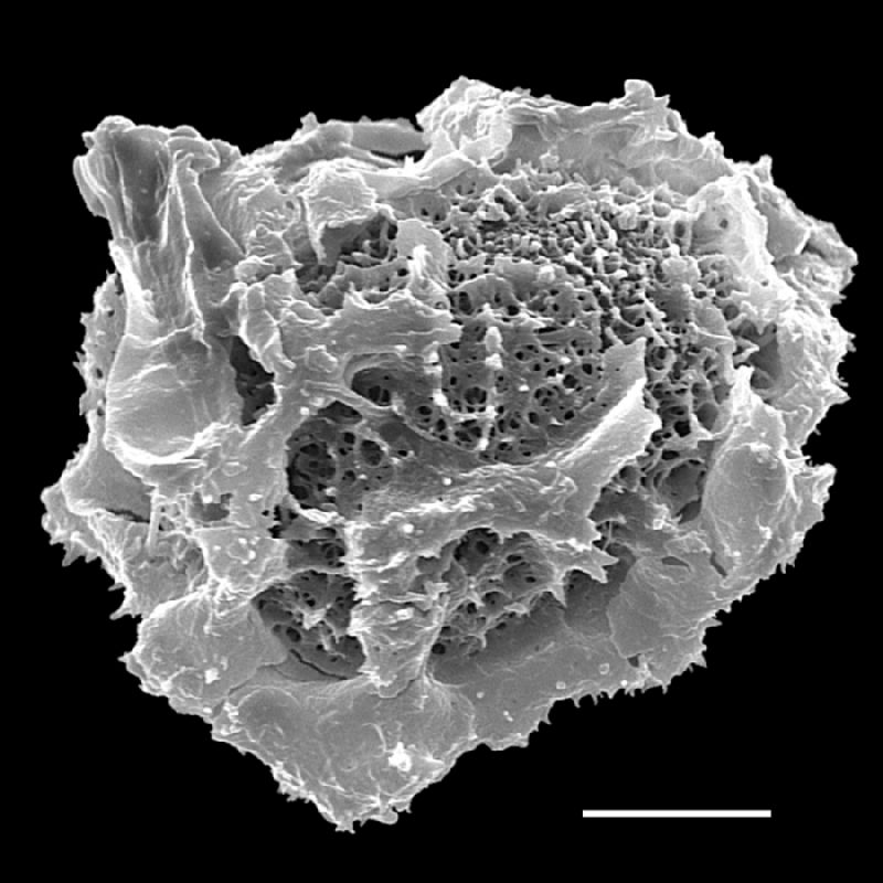 Tectariaceae Tectaria andina