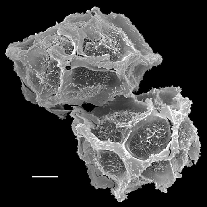 Tectariaceae Tectaria panamensis