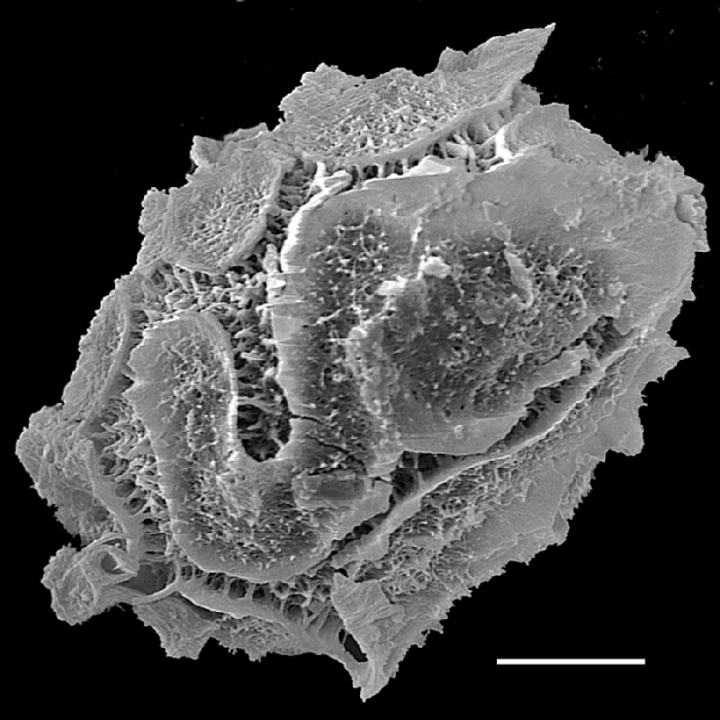 Tectariaceae Tectaria panamensis