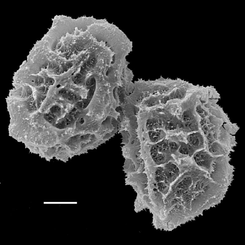 Tectariaceae Tectaria pascoensis