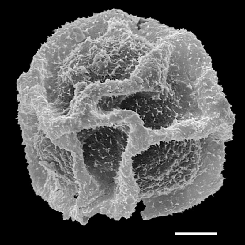 Tectariaceae Triplophyllum securidiforme