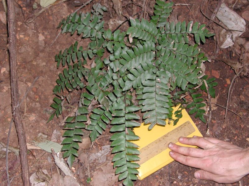 Pteridaceae Adiantum villosum