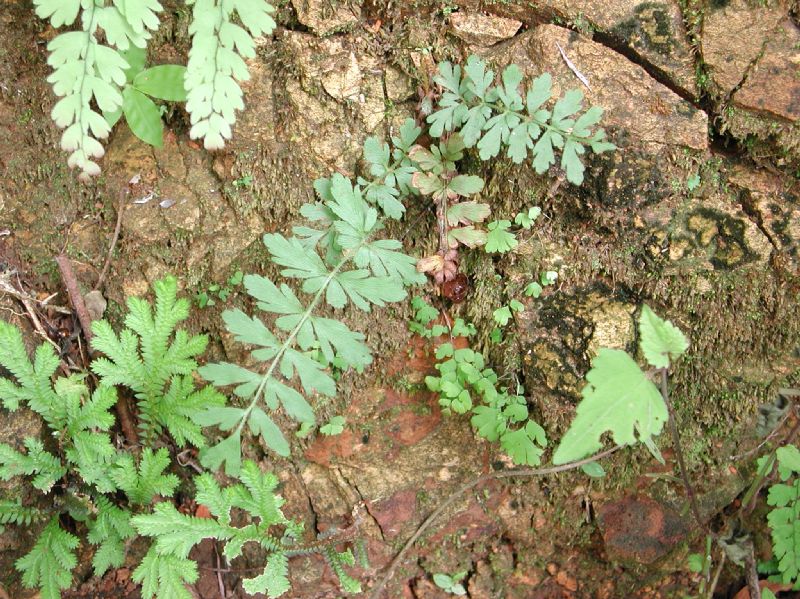 Anemiaceae Anemia hirsuta
