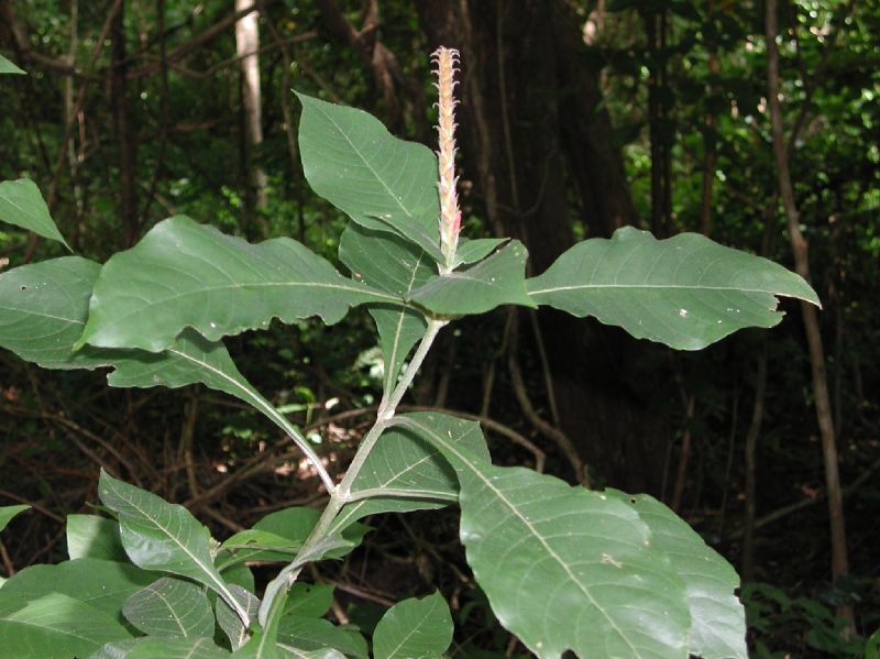 Acanthaceae Aphelandra scabra
