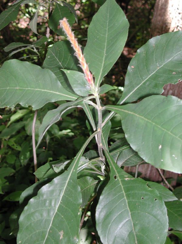 Acanthaceae Aphelandra scabra