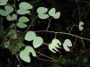 image of Bauhinia glabra