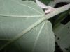 image of Bernardia nicaraguensis