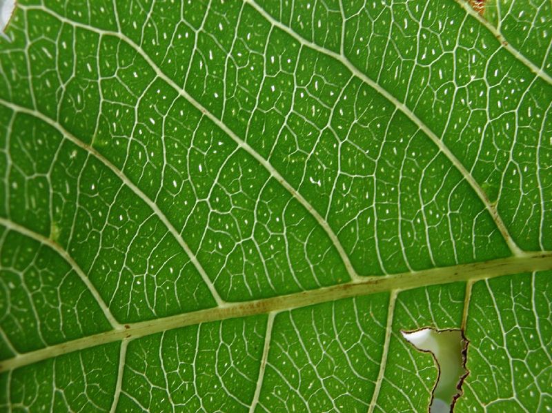 Salicaceae Casearia corymbosa